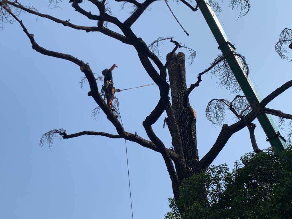 Francesco Minelli treeclimber