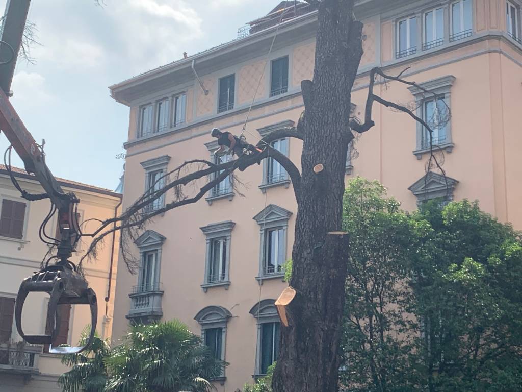 Francesco Minelli treeclimber