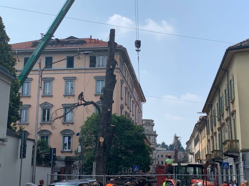 Francesco Minelli treeclimber