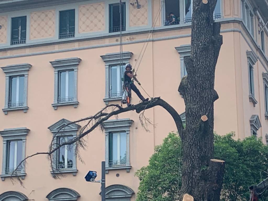 Francesco Minelli treeclimber