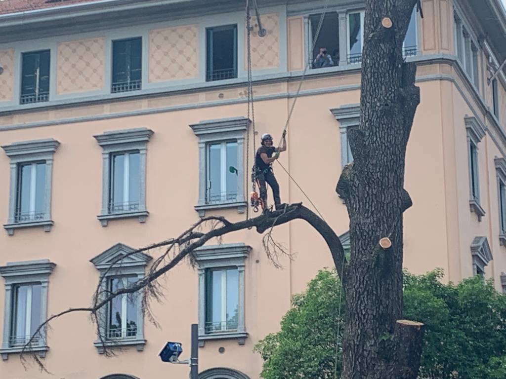 Francesco Minelli treeclimber