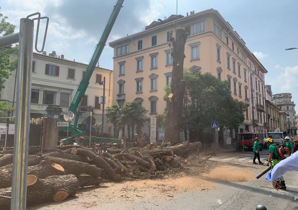 Il taglio del piantone di via Veratti