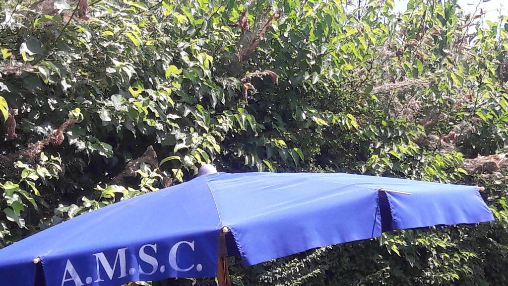 Processionaria in piscina a Gallarate