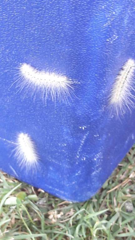 Processionaria in piscina a Gallarate