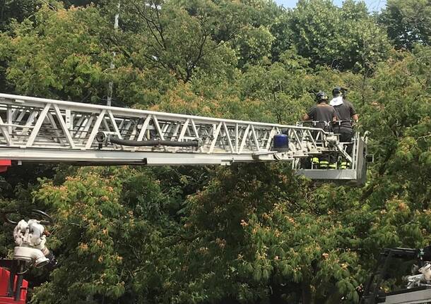 Ramo pericolante al parcheggio di via Girardelli – Legnano