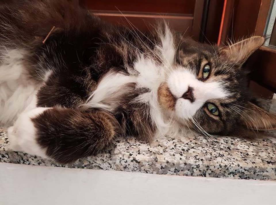 Smarrito maincoon