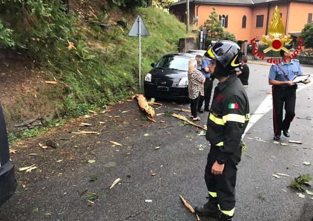 Abete colpito da un fulmine a Musadino