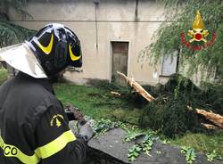 Abete colpito da un fulmine a Musadino