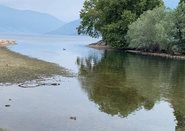 La foce del Tresa e i suoi abitanti