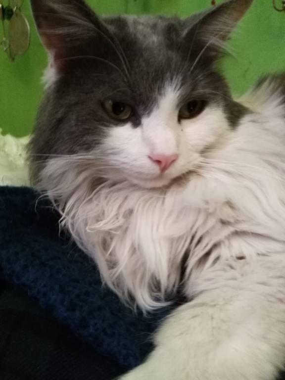 smarrito gatto osvaldo - olaf