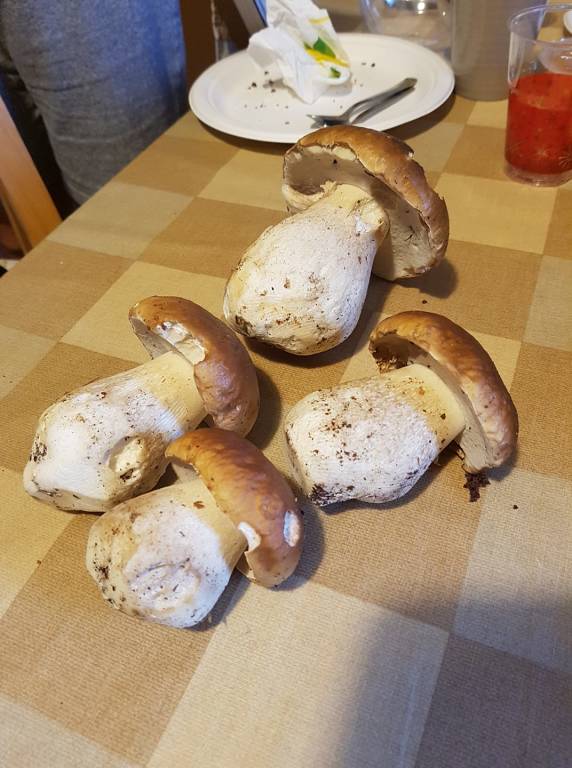 I primi funghi della stagione