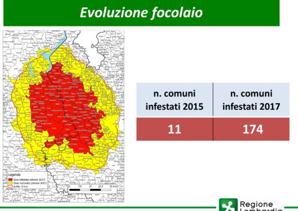 evoluzione popilla japonica