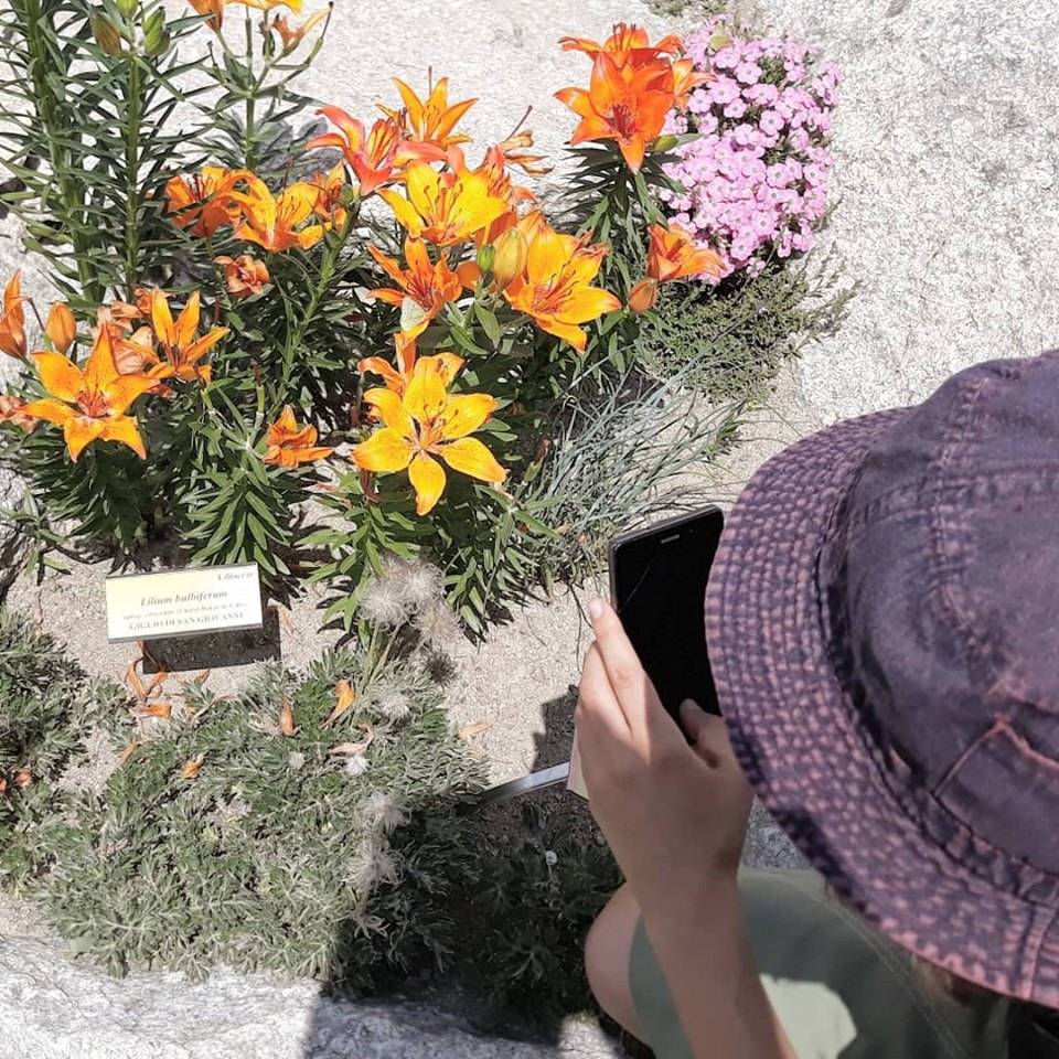 Giacomo Castana - Prospettive vegetali