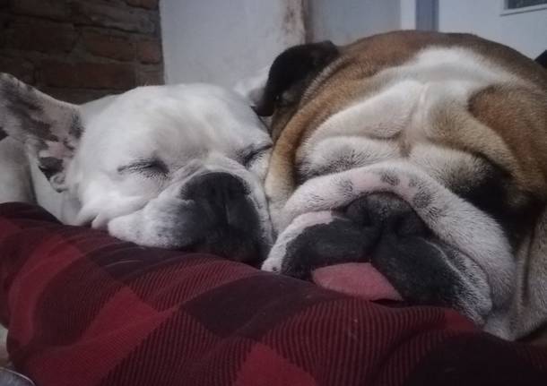 I cani dei nostri lettori