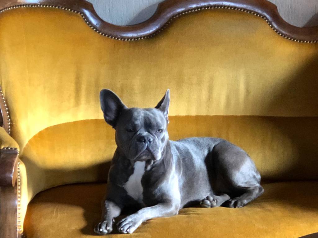 I cani dei nostri lettori