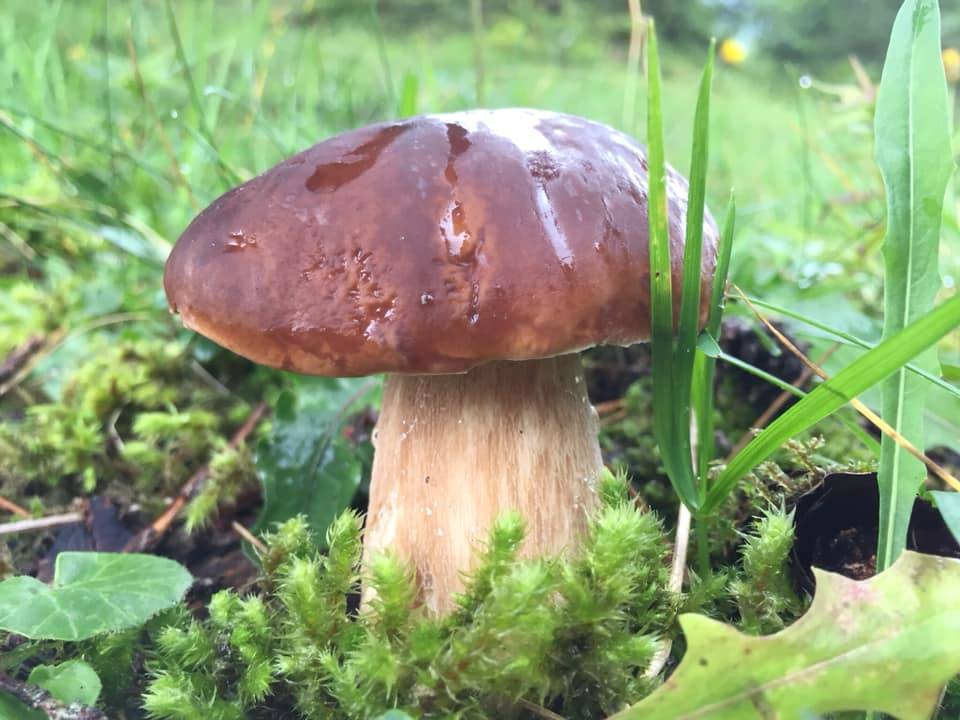 I primi funghi della stagione