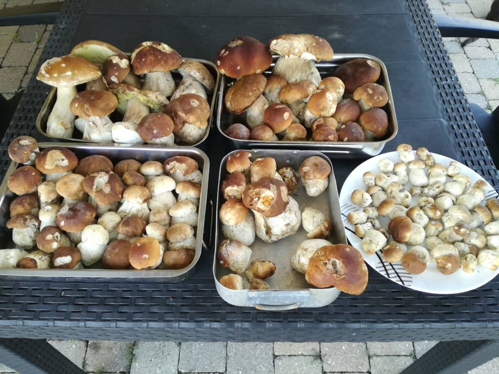 I primi funghi della stagione