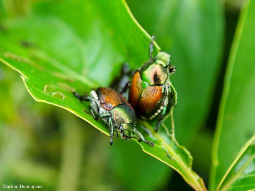 L'invasione della Popillia japonica