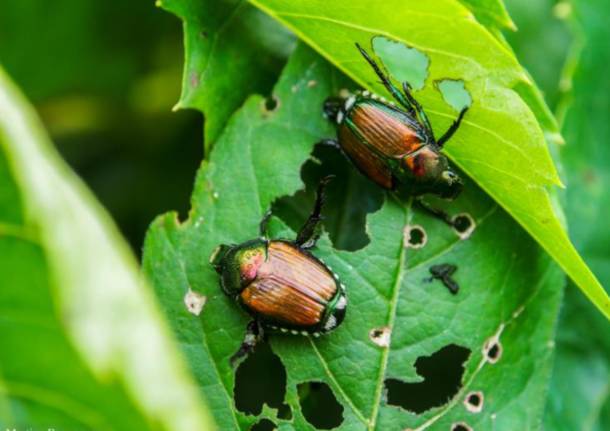 L’invasione della Popillia japonica