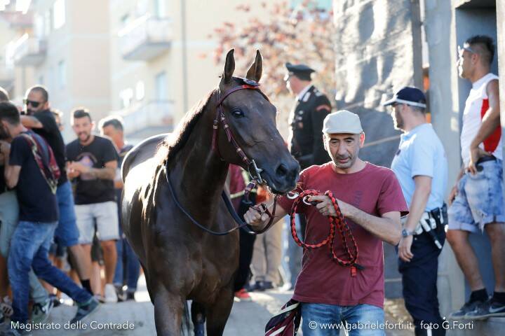 Palio Piancastagnaio 2019 Forti Gabriele 10