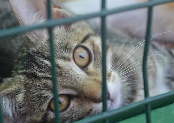 protezione animali di legnano canile emergenza estiva   1 