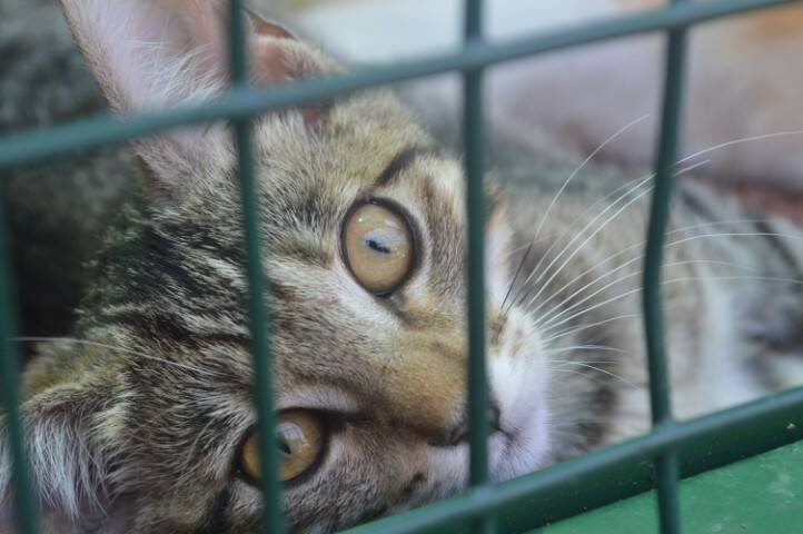 protezione animali di legnano canile emergenza estiva   1 