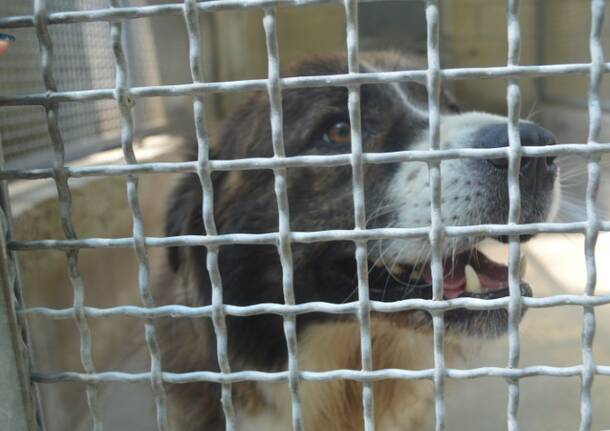 protezione animali di legnano canile emergenza estiva   12 