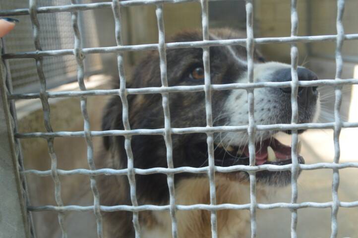 protezione animali di legnano canile emergenza estiva   12 