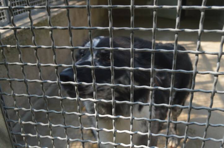 protezione animali di legnano canile emergenza estiva   13 