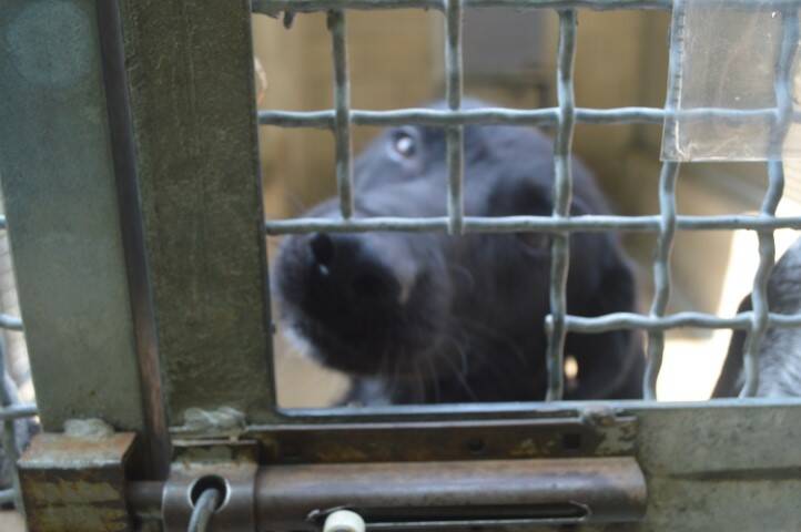 protezione animali di legnano canile emergenza estiva   14 
