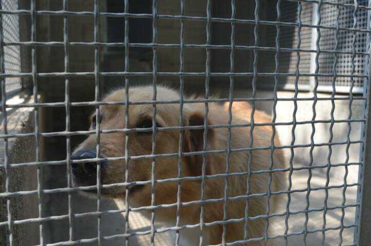 protezione animali di legnano canile emergenza estiva   15 