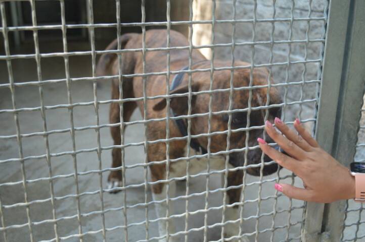 protezione animali di legnano canile emergenza estiva   17 