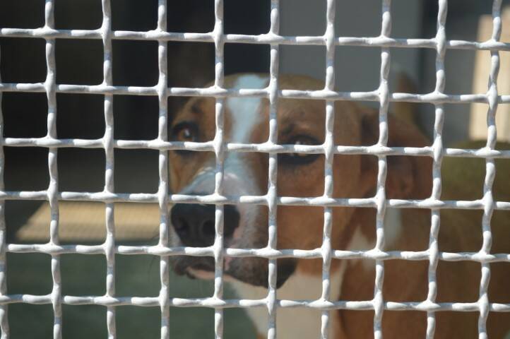 protezione animali di legnano canile emergenza estiva   18 