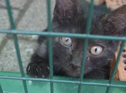 protezione animali di legnano canile emergenza estiva   3 