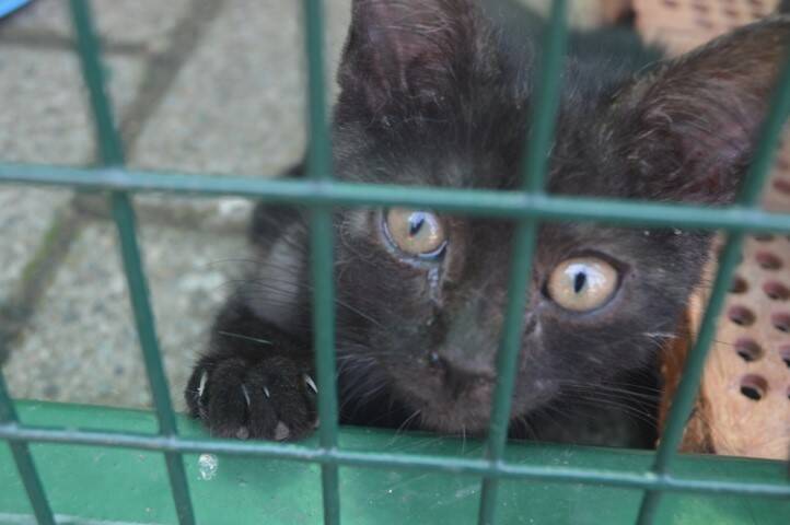 protezione animali di legnano canile emergenza estiva   3 