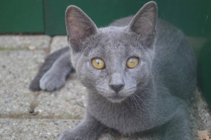 protezione animali di legnano canile emergenza estiva   7 