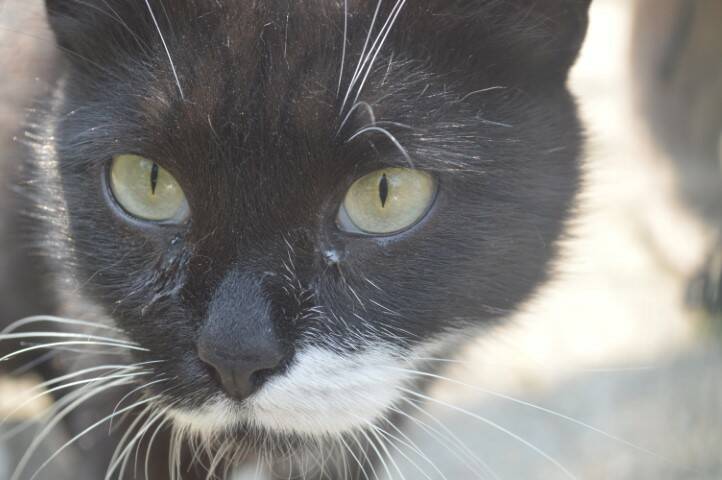 protezione animali di legnano canile emergenza estiva   8 