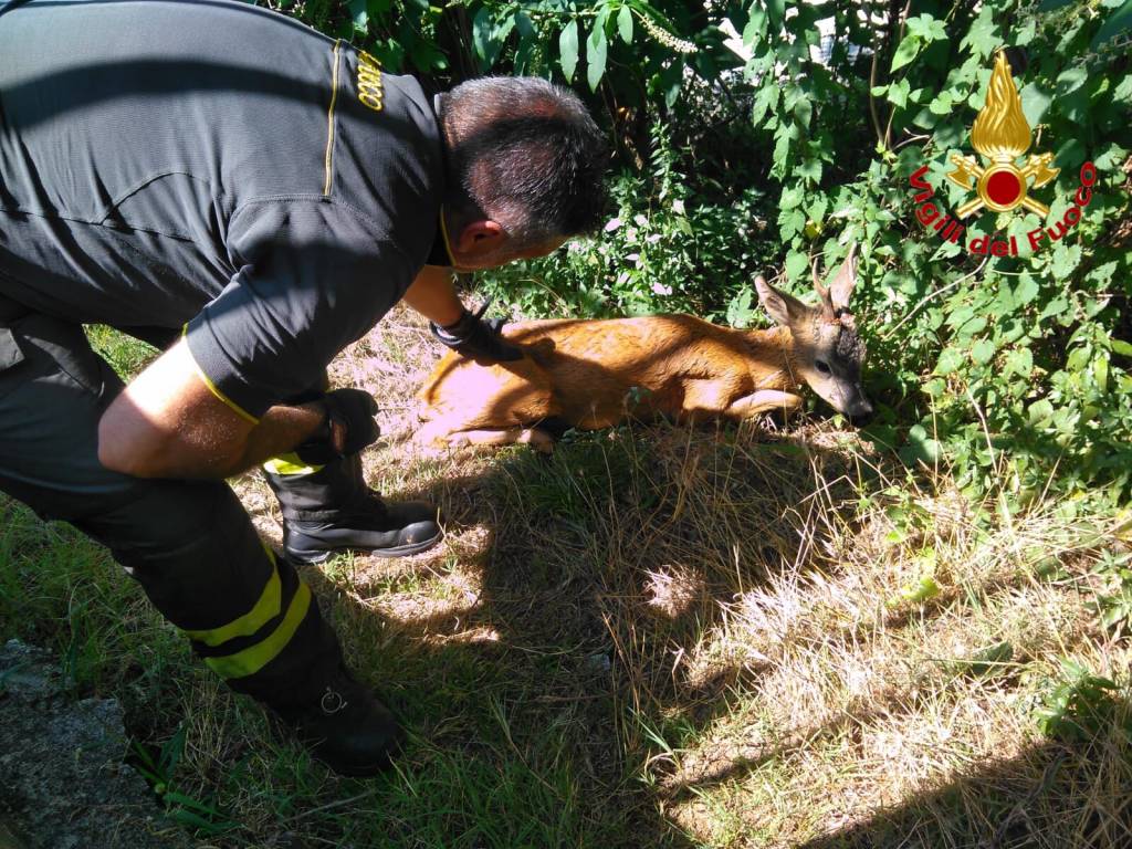 vigili del fuoco capriolo canale