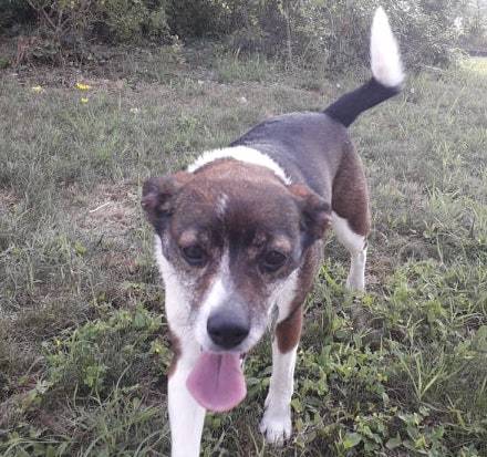 cagnolina persa