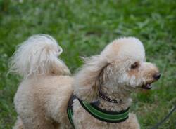 cane fantasia legnano canile protezione animali 28