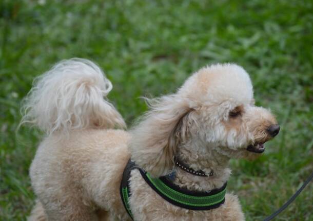 cane fantasia legnano canile protezione animali  28 