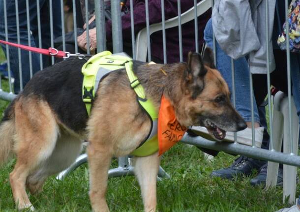 cane fantasia legnano canile protezione animali  39 