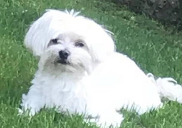 Aiutateci a trovare Lilly, scomparsa a Gavirate