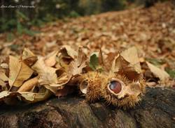 Castagne - foto di Luca Leone