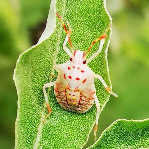 cimice bianca