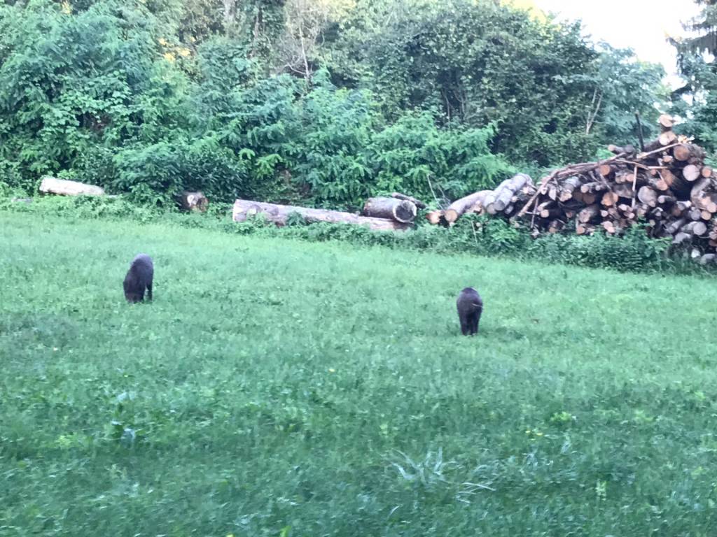 cinghiali valle olona varese