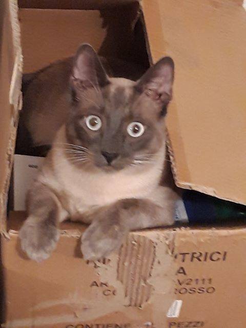 cloè