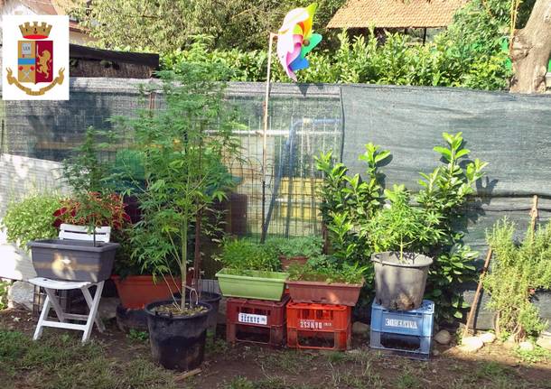 coltivazione marijuana giardino omegna varesino