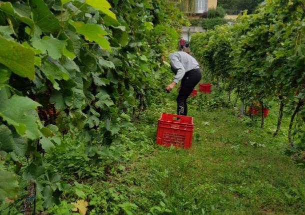 È tempo di vendemmia a Casciago