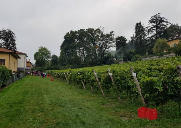 È tempo di vendemmia a Casciago